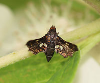 Spotted Thyris - Thyris maculata TL: ~10 mm. Chunky, dark brown day-flying moth. The wings had orange specks and small, translucent spots in the central median area. <br />
<br />
Habitat: Rural garden<br />
https://www.jungledragon.com/image/99220/spotted_thyris_-_thyris_maculata.html Geotagged,Spotted thyri,Summer,Thyris,Thyris maculata,United States,moth
