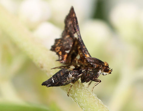 Spotted Thyris - Thyris maculata TL: ~10 mm. Chunky, dark brown day-flying moth. The wings had orange specks and small, translucent spots in the central median area.

Habitat: Rural garden
https://www.jungledragon.com/image/99208/spotted_thyris_-_thyris_maculata.html Geotagged,Spotted thyri,Summer,Thyris maculata,United States,moth