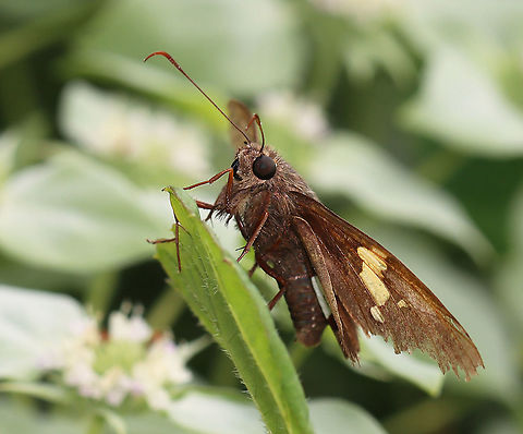 Silver-Spotted Skipper - Epargyreus clarus Chocolate-brown skipper with a golden band on the forewings and a large, silver, irregular spot on the hindwings (below).

Habitat: Meadow Epargyreus,Epargyreus clarus,Geotagged,Silver-spotted Skipper,Summer,United States,butterfly,skipper
