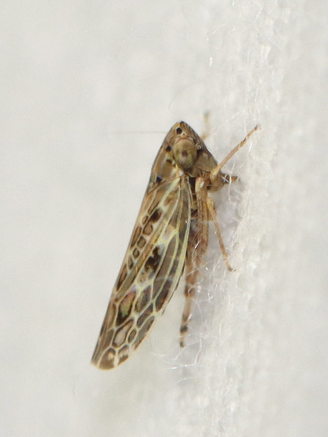 Painted Leafhopper - Endria inimica Habitat: Attracted to a light in a semi-rural area<br />
<figure class="photo"><a href="https://www.jungledragon.com/image/99260/painted_leafhopper_-_endria_inimica.html" title="Painted Leafhopper - Endria inimica"><img src="https://s3.amazonaws.com/media.jungledragon.com/images/3232/99260_thumb.jpg?AWSAccessKeyId=05GMT0V3GWVNE7GGM1R2&Expires=1767225610&Signature=j27s5u1j0dB%2FLmVpdZ%2BrptgBuHY%3D" width="128" height="152" alt="Painted Leafhopper - Endria inimica Habitat: Attracted to a light in a semi-rural area<br />
https://www.jungledragon.com/image/99259/leafhopper_-_family_cicadellidae.html Cicadellidae,Endria inimica,Geotagged,Painted Leafhopper,Summer,United States,leafhopper" /></a></figure> Cicadellidae,Endria inimica,Geotagged,Painted Leafhopper,Summer,United States,leafhopper