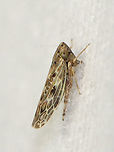 Painted Leafhopper - Endria inimica Habitat: Attracted to a light in a semi-rural area<br />
https://www.jungledragon.com/image/99260/leafhopper_-_family_cicadellidae.html Cicadellidae,Endria inimica,Geotagged,Painted Leafhopper,Summer,United States,leafhopper