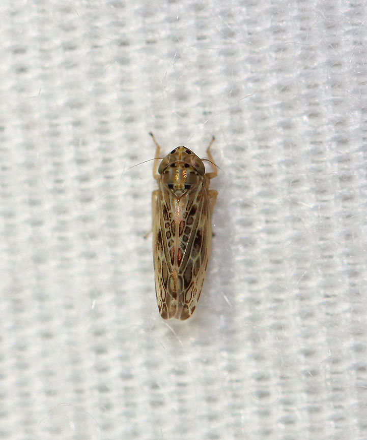 Painted Leafhopper - Endria inimica Habitat: Attracted to a light in a semi-rural area<br />
<figure class="photo"><a href="https://www.jungledragon.com/image/99259/painted_leafhopper_-_endria_inimica.html" title="Painted Leafhopper - Endria inimica"><img src="https://s3.amazonaws.com/media.jungledragon.com/images/3232/99259_thumb.jpg?AWSAccessKeyId=05GMT0V3GWVNE7GGM1R2&Expires=1759968010&Signature=2ES4g%2F2VqCYmjZQgsO4PJPg%2B%2FFA%3D" width="116" height="152" alt="Painted Leafhopper - Endria inimica Habitat: Attracted to a light in a semi-rural area<br />
https://www.jungledragon.com/image/99260/leafhopper_-_family_cicadellidae.html Cicadellidae,Endria inimica,Geotagged,Painted Leafhopper,Summer,United States,leafhopper" /></a></figure> Cicadellidae,Endria inimica,Geotagged,Painted Leafhopper,Summer,United States,leafhopper