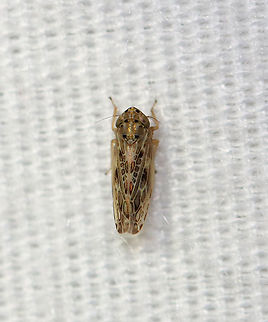 Painted Leafhopper - Endria inimica Habitat: Attracted to a light in a semi-rural area
https://www.jungledragon.com/image/99259/leafhopper_-_family_cicadellidae.html Cicadellidae,Endria inimica,Geotagged,Painted Leafhopper,Summer,United States,leafhopper