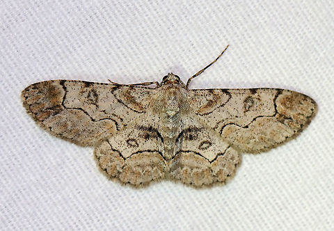 Bent-line Gray - Iridopsis larvaria WS: ~35 mm.  HW has sharp kink in PM line. Hosts: Deciduous trees. Status: Common

Habitat: Attracted to a 395 nm LED light in a semi-rural area

2020(185)

 Bent-line gray,Geotagged,Iridopsis,Iridopsis larvaria,Summer,United States,moth