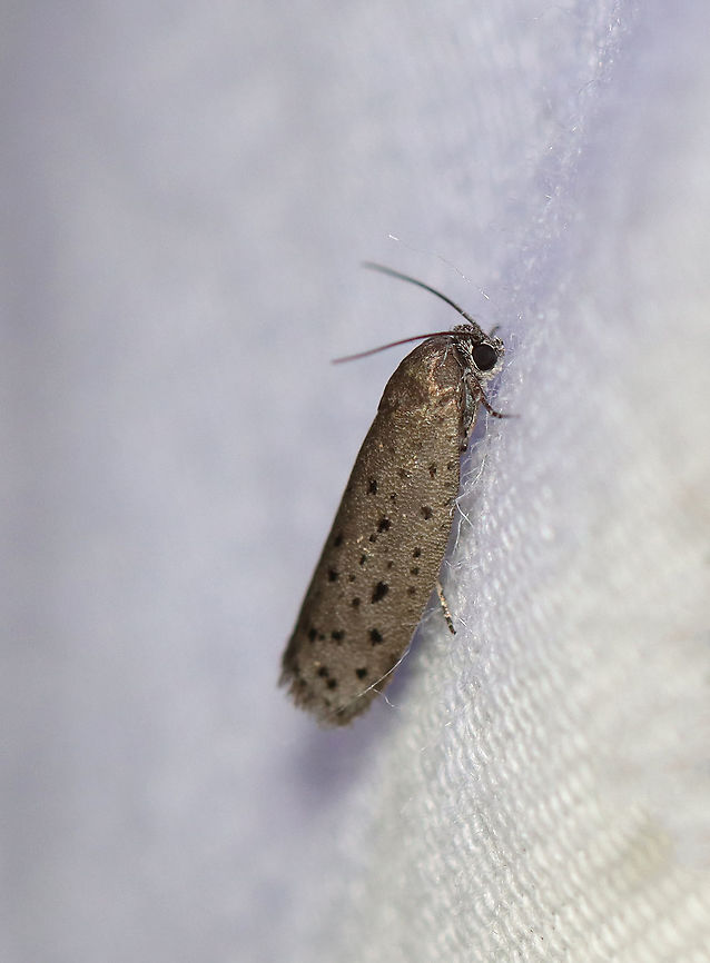 Mimosa Webworm - Homadaula anisocentra WS: ~12 mm. Shiny gray FW with black spots. Hosts: Mimosa and Honey Locust.<br />
<br />
Habitat: Attracted to a 395 nm LED light in a semi-rural area<br />
<br />
2020(186) Galacticidae,Geotagged,Homadaula,Homadaula anisocentra,Mimosa webworm,Summer,United States,moth,webworm