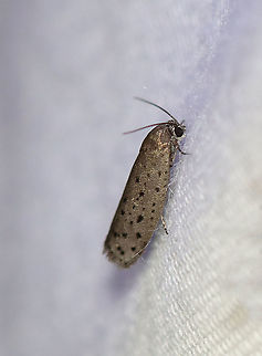 Mimosa Webworm - Homadaula anisocentra WS: ~12 mm. Shiny gray FW with black spots. Hosts: Mimosa and Honey Locust.

Habitat: Attracted to a 395 nm LED light in a semi-rural area

2020(186) Galacticidae,Geotagged,Homadaula,Homadaula anisocentra,Mimosa webworm,Summer,United States,moth,webworm