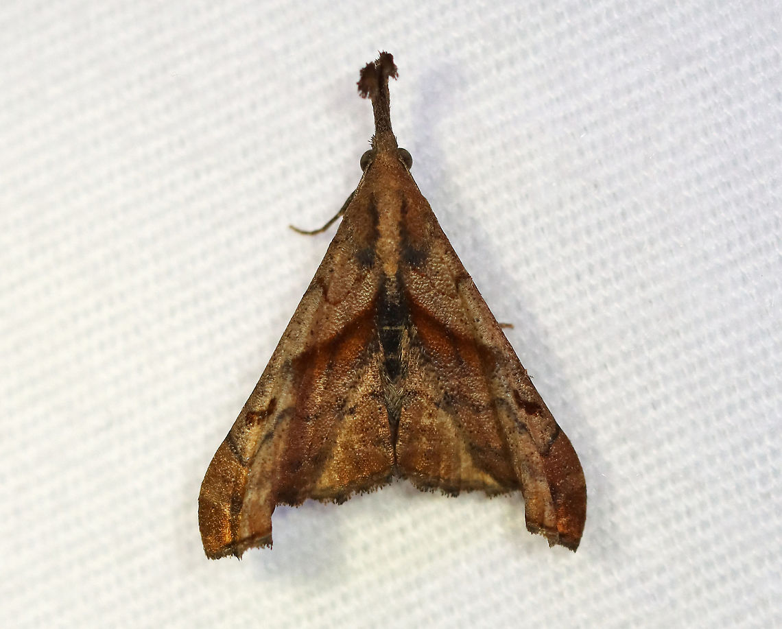 Dark Spotted Palthis - Palthis angulalis TL: 18 mm. Brown forewings have oblique median band that stops short of the costa. Reniform spot is a slanting, brown crescent. Apical patch is rusty brown. Outer third of the forewings are tightly creased. Males have upturned labial palps.<br />
<br />
Habitat: Attracted to a 395 nm LED light in a semi-rural area<br />
<br />
2020(187) Geotagged,Palthis,Palthis angulalis,Summer,The-Dark Spotted Palthis,United States,moth