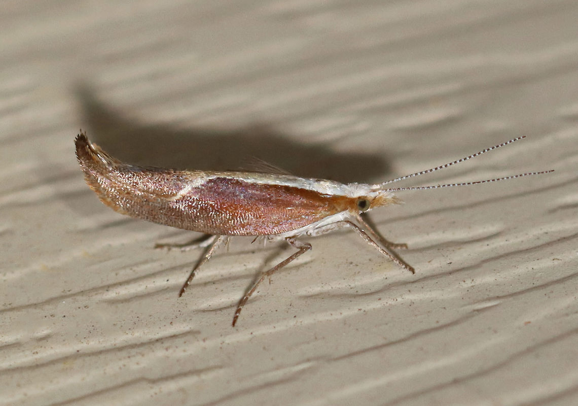 Honeysuckle Moth - Ypsolopha dentella TL: ~ 10 mm. Reddish brown FW with white stripe along inner margin that curves into PM area. Host: Honeysuckle. Status: Common.<br />
<br />
Habitat: Attracted to a 395 nm LED light in a semi-rural area<br />
<br />
2020(188) Geotagged,Summer,United States,Ypsolopha,Ypsolopha dentella,Ypsolophidae,moth