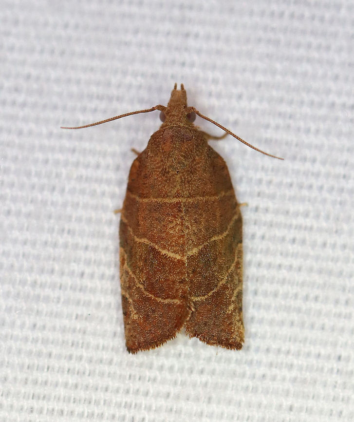 Pandemis limitata - Three-lined Leafroller TL: ~10 mm. Forewings vary from light to dark brown with prominent dark brown markings. The basal, median, and upper postmedial lines are distinct with pale edges.<br />
<br />
Habitat: Attracted to a 395 nm LED light in a semi-rural area<br />
<br />
2020(189) Geotagged,Pandemis,Pandemis limitata,Summer,Three-lined leafroller,Tortricidae,United States,leafroller,moth