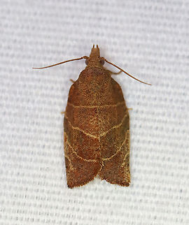 Pandemis limitata - Three-lined Leafroller TL: ~10 mm. Forewings vary from light to dark brown with prominent dark brown markings. The basal, median, and upper postmedial lines are distinct with pale edges.

Habitat: Attracted to a 395 nm LED light in a semi-rural area

2020(189) Geotagged,Pandemis,Pandemis limitata,Summer,Three-lined leafroller,Tortricidae,United States,leafroller,moth