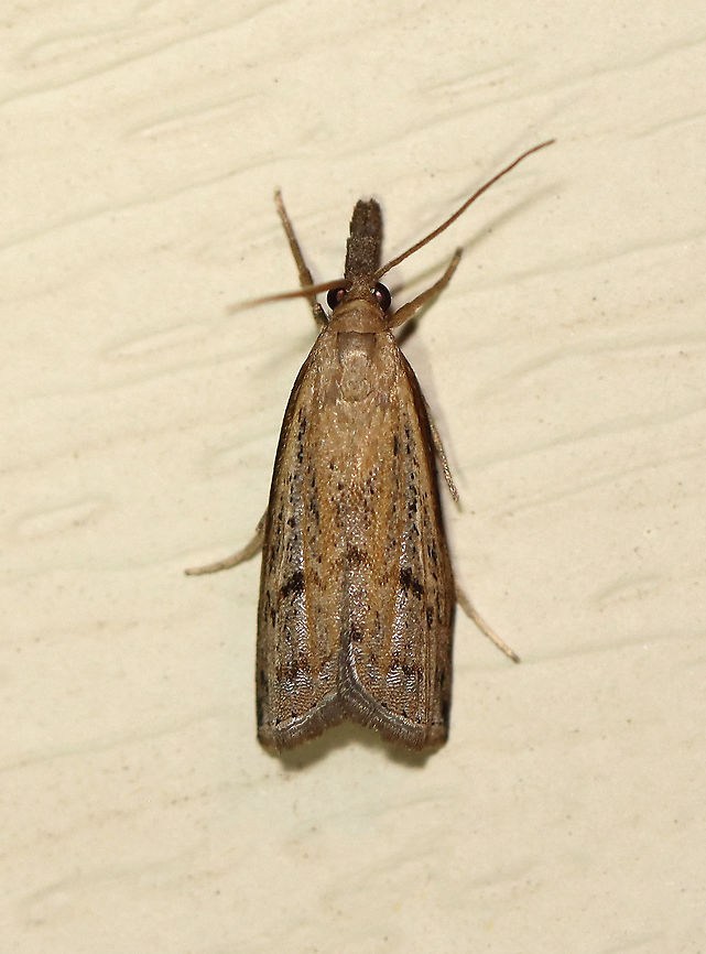 Changeable Grass-veneer - Fissicrambus mutabilis TL: ~12 mm. FW with tawny streak along inner margin. Jagged median and ST lines. Host: Grass. Status: Common.<br />
<br />
Habitat: Attracted to a 395 nm LED light in a semi-rural area<br />
<br />
2020(190) Changeable grass-veneer,Crambidae,Fissicrambus,Fissicrambus mutabilis,Geotagged,Summer,United States,moth
