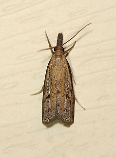 Changeable Grass-veneer - Fissicrambus mutabilis TL: ~12 mm. FW with tawny streak along inner margin. Jagged median and ST lines. Host: Grass. Status: Common.

Habitat: Attracted to a 395 nm LED light in a semi-rural area

2020(190) Changeable grass-veneer,Crambidae,Fissicrambus,Fissicrambus mutabilis,Geotagged,Summer,United States,moth