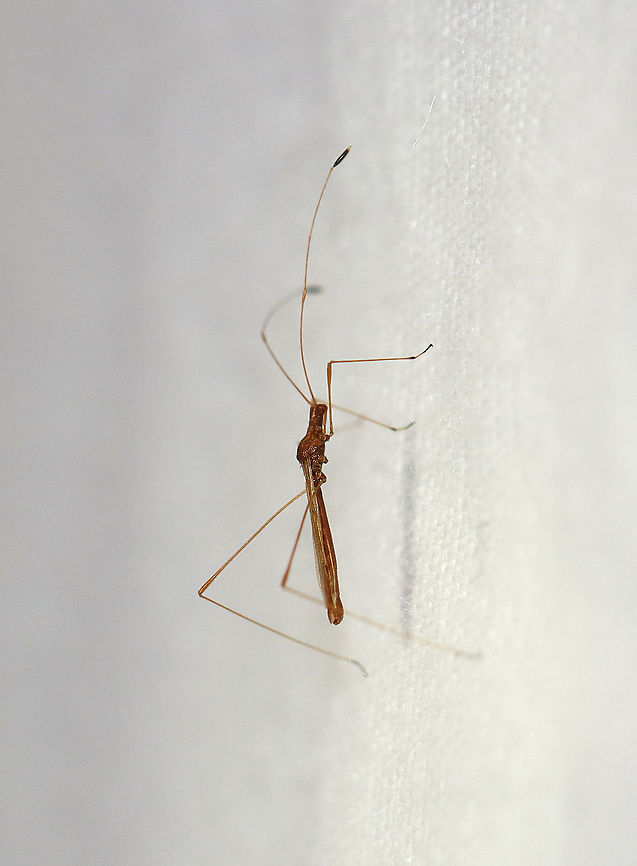Stilt Bug - Jalysus spinosus Habitat: Attracted to a light in a semi-rural area. Berytidae,Geotagged,Jalysus,Jalysus spinosus,Summer,United States,stilt bug