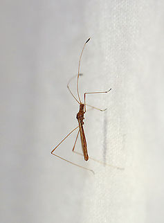 Stilt Bug - Jalysus spinosus Habitat: Attracted to a light in a semi-rural area. Berytidae,Geotagged,Jalysus,Jalysus spinosus,Summer,United States,stilt bug