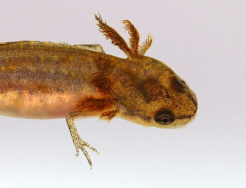 Eastern Newt Larva - Notophthalmus viridescens 
Habitat: Collected from a pond and photographed in a home aquarium
https://www.jungledragon.com/image/99384/northern_dusky_salamander_larva_-_desmognathus_fuscus.html
https://www.jungledragon.com/image/99383/northern_dusky_salamander_larva_-_desmognathus_fuscus.html Eastern newt,Geotagged,Notophthalmus viridescens,Summer,United States,larva,salamander