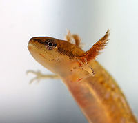 Eastern Newt Larva - Notophthalmus viridescens Habitat: Collected from a pond and photographed in a home aquarium<br />
https://www.jungledragon.com/image/99382/northern_dusky_salamander_larva_-_desmognathus_fuscus.html<br />
https://www.jungledragon.com/image/99384/northern_dusky_salamander_larva_-_desmognathus_fuscus.html Eastern newt,Geotagged,Notophthalmus viridescens,Summer,United States