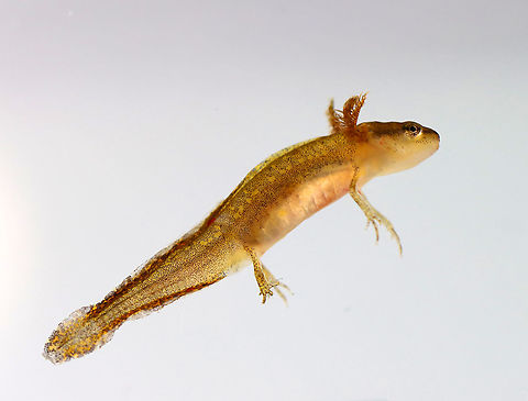 Eastern Newt Larva - Notophthalmus viridescens Habitat: Collected from a pond and photographed in a home aquarium
https://www.jungledragon.com/image/99382/northern_dusky_salamander_larva_-_desmognathus_fuscus.html
https://www.jungledragon.com/image/99383/northern_dusky_salamander_larva_-_desmognathus_fuscus.html Eastern newt,Geotagged,Notophthalmus viridescens,Summer,United States