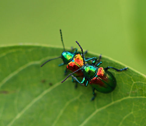 Dogbane Beetles - Chrysochus auratus These beetles didn't appear to have a care in the world, aside from copulation.

Dogbane beetles are iridescent blue-green with metallic copper coloring on their front wings. The legs and antennae are dark blue. They have long, 12-jointed antennae.

These beetles are named for the dogbane plants that they frequently eat. The plants contain chemicals called cardenolides, which are bitter and toxic to other insects. Dogbane beetles are adapted to be able to eat and store these chemicals in their bodies, which helps to protect them from predators.

Habitat: Meadow Chrysochus,Chrysochus auratus,Dogbane beetle,Geotagged,Summer,United States,beetle