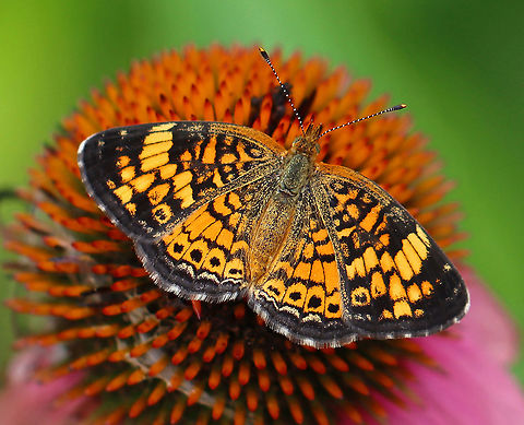 Pearl Crescent - Phyciodes tharos Habitat: Coneflower in a garden
https://www.jungledragon.com/image/99387/pearl_crescent_-_phyciodes_tharos.html Geotagged,Pearl Crescent,Phyciodes,Phyciodes tharos,Summer,United States,butterfly