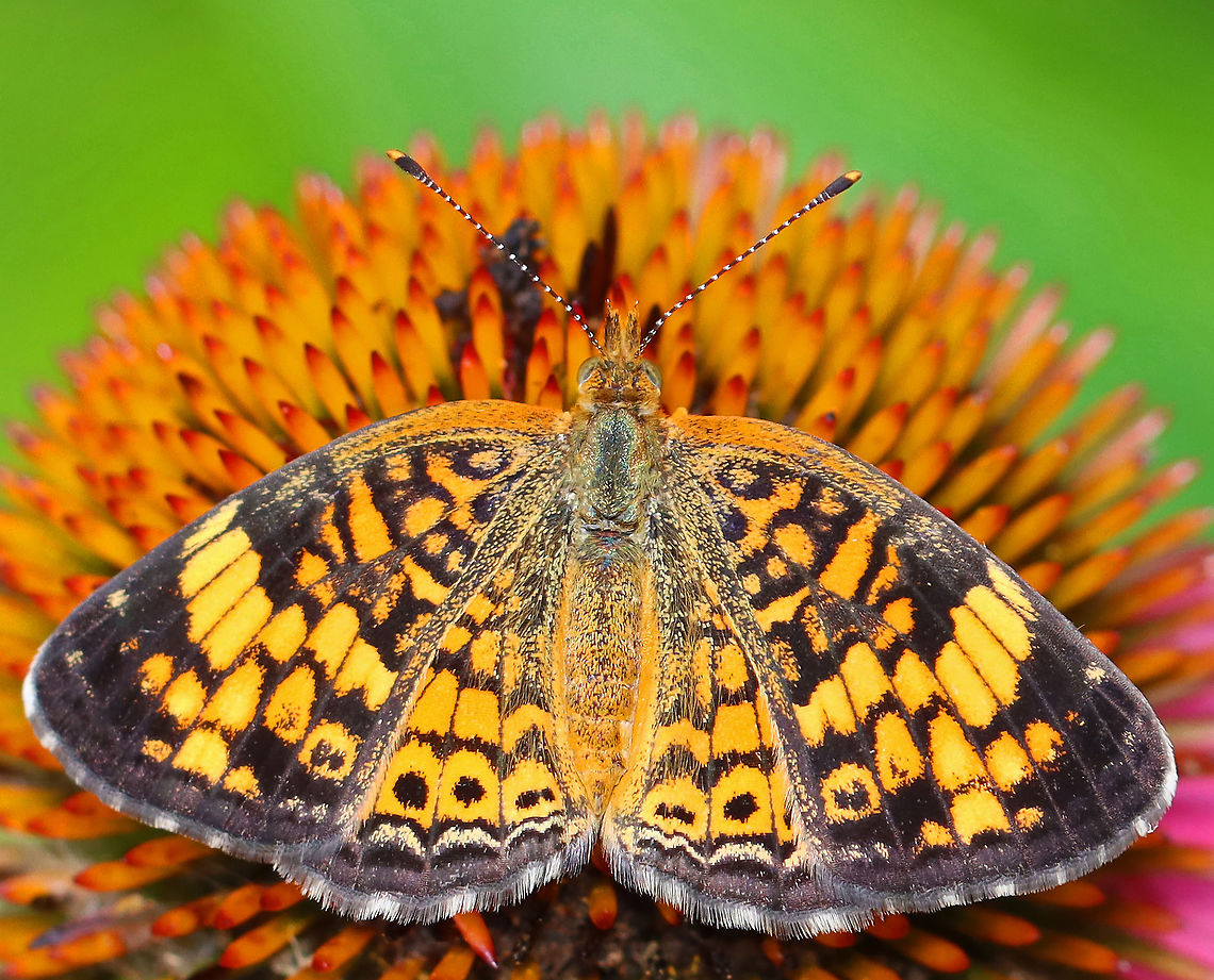 Pearl Crescent - Phyciodes tharos Habitat: Coneflower in a garden<br />
<figure class="photo"><a href="https://www.jungledragon.com/image/99386/pearl_crescent_-_phyciodes_tharos.html" title="Pearl Crescent - Phyciodes tharos"><img src="https://s3.amazonaws.com/media.jungledragon.com/images/3232/99386_thumb.jpg?AWSAccessKeyId=05GMT0V3GWVNE7GGM1R2&Expires=1767225610&Signature=%2Bq7UAxkEU%2FZou2qa4qoqNTnHqSk%3D" width="200" height="164" alt="Pearl Crescent - Phyciodes tharos Habitat: Coneflower in a garden<br />
https://www.jungledragon.com/image/99387/pearl_crescent_-_phyciodes_tharos.html Geotagged,Pearl Crescent,Phyciodes,Phyciodes tharos,Summer,United States,butterfly" /></a></figure> Geotagged,Pearl Crescent,Phyciodes tharos,Summer,United States