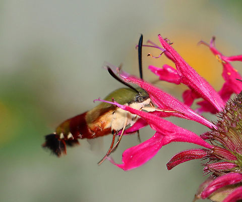 Hummingbird Clearwing Moth - Hemaris thysbe Appearance is variable. The thorax is olive in color dorsally and pale yellow ventrally. The abdomen is dark burgundy dorsally and ventrally with light olive/dark golden patches dorsally. Wings are mostly clear with reddish brown terminal borders.

Habitat: Rural garden Geotagged,Hemaris,Hemaris thysbe,Hummingbird Clearwing,Summer,United States,hummingbird moth,moth