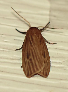 Pale Lichen Moth (Crambidia pallida) TL: ~10 mm. Grayish brown FW marked with a netlike pattern of pale veins. Hosts: Lichen

Habitat: Attracted to a 395 nm LED light in a rural area

2020(191) Crambidia pallida,Erebidae,Geotagged,Pale lichen moth,Summer,United States,crambidia,moth