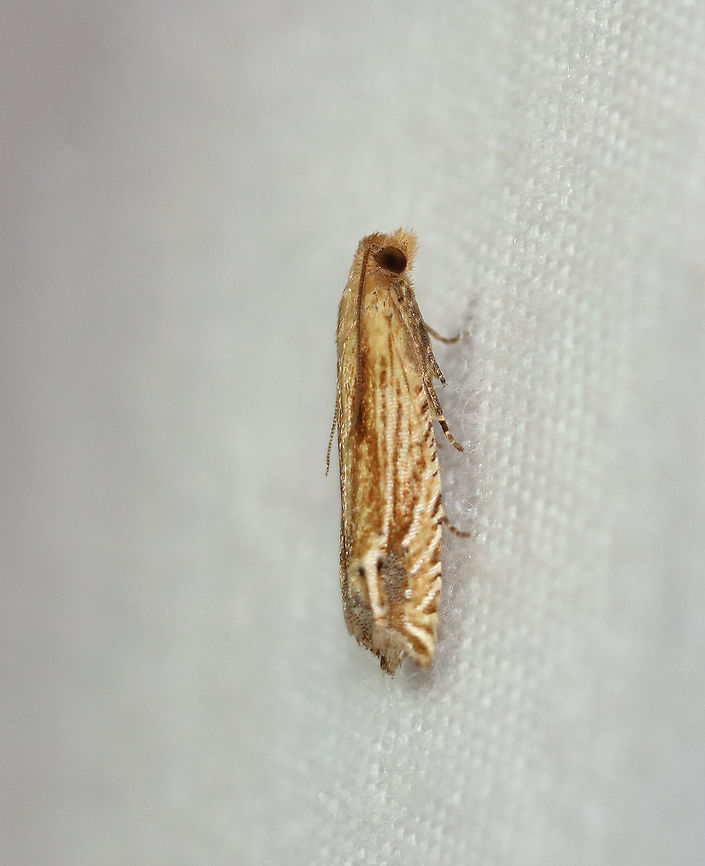 Solidago Pelochrista - Pelochrista cataclystiana WS: ~15 mm. Host: Goldenrod (Solidago sp.)<br />
<br />
Habitat: Attracted to a 395 nm LED light in a rural area<br />
<br />
2020(192) Geotagged,Pelochrista,Pelochrista cataclystiana,Solidago Pelochrista,Summer,United States,moth