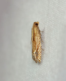 Solidago Pelochrista - Pelochrista cataclystiana WS: ~15 mm. Host: Goldenrod (Solidago sp.)

Habitat: Attracted to a 395 nm LED light in a rural area

2020(192) Geotagged,Pelochrista,Pelochrista cataclystiana,Solidago Pelochrista,Summer,United States,moth