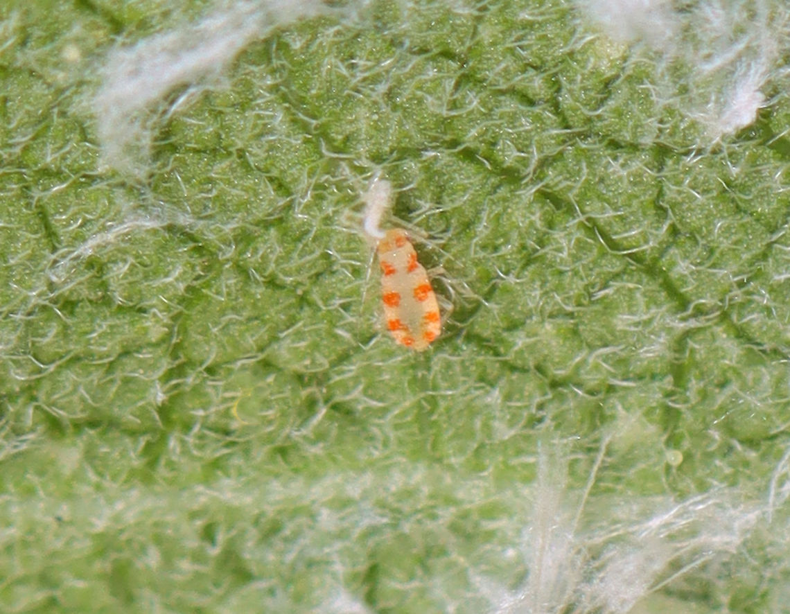 Myzocallis asclepiadis Habitat: On milkweed in a rural garden Geotagged,Myzocallis,Myzocallis asclepiadis,Summer,United States,aphid