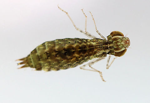 Darner Dragonfly Nymph - Family Aeshnidae Long body, flat lower lip, similar antennal segments, and well-developed eyesight. Aeshnid larvae actively stalk prey, unlike other dragonfly larvae.

Habitat: Captured from a woodland pond and photographed in a home aquarium. Geotagged,Summer,United States,aeshnidae,darner,dragonfly,dragonfly nymph,nymph