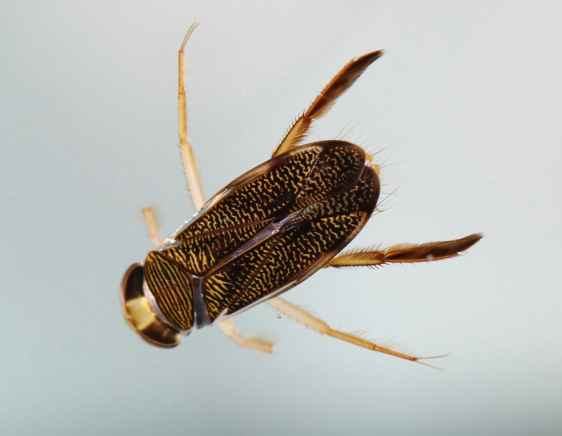 Water Boatman - Tribe Corixini, Hesperocorixa interrupta Habitat: Captured in a pond and photographed at home.<br />
<figure class="photo"><a href="https://www.jungledragon.com/image/99523/water_boatman_-_tribe_corixini_hesperocorixa_interrupta.html" title="Water Boatman - Tribe Corixini, Hesperocorixa interrupta"><img src="https://s3.amazonaws.com/media.jungledragon.com/images/3232/99523_thumb.jpg?AWSAccessKeyId=05GMT0V3GWVNE7GGM1R2&Expires=1769040010&Signature=fKF43GKLWqi7hSHT9hBt07%2BYetY%3D" width="200" height="154" alt="Water Boatman - Tribe Corixini, Hesperocorixa interrupta These bugs swim around like crazy, often popping up out of the water.<br />
<br />
Habitat: Captured in a pond and photographed at home<br />
https://www.jungledragon.com/image/99522/water_boatman_-_tribe_corixini_hesperocorixa_interrupta.html Geotagged,Hesperocorixa interrupta,Summer,United States" /></a></figure> Corixini,Geotagged,Hesperocorixa,Hesperocorixa interrupta,Summer,United States,corixidae,water boatman