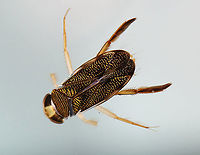 Water Boatman - Tribe Corixini, Hesperocorixa interrupta Habitat: Captured in a pond and photographed at home.<br />
https://www.jungledragon.com/image/99523/water_boatman_-_tribe_corixini_hesperocorixa_interrupta.html Corixini,Geotagged,Hesperocorixa,Hesperocorixa interrupta,Summer,United States,corixidae,water boatman