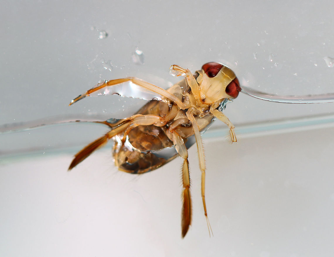 Water Boatman - Tribe Corixini, Hesperocorixa interrupta These bugs swim around like crazy, often popping up out of the water.<br />
<br />
Habitat: Captured in a pond and photographed at home<br />
<figure class="photo"><a href="https://www.jungledragon.com/image/99522/water_boatman_-_tribe_corixini_hesperocorixa_interrupta.html" title="Water Boatman - Tribe Corixini, Hesperocorixa interrupta"><img src="https://s3.amazonaws.com/media.jungledragon.com/images/3232/99522_thumb.jpg?AWSAccessKeyId=05GMT0V3GWVNE7GGM1R2&Expires=1759968010&Signature=MGg%2BcS0HklddF8MaZhaGG1r1HRU%3D" width="200" height="156" alt="Water Boatman - Tribe Corixini, Hesperocorixa interrupta Habitat: Captured in a pond and photographed at home.<br />
https://www.jungledragon.com/image/99523/water_boatman_-_tribe_corixini_hesperocorixa_interrupta.html Corixini,Geotagged,Hesperocorixa,Hesperocorixa interrupta,Summer,United States,corixidae,water boatman" /></a></figure> Geotagged,Hesperocorixa interrupta,Summer,United States