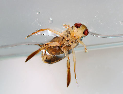 Water Boatman - Tribe Corixini, Hesperocorixa interrupta These bugs swim around like crazy, often popping up out of the water.

Habitat: Captured in a pond and photographed at home
https://www.jungledragon.com/image/99522/water_boatman_-_tribe_corixini_hesperocorixa_interrupta.html Geotagged,Hesperocorixa interrupta,Summer,United States