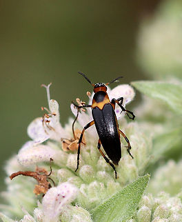 Macrosiagon limbata (Female) The males of this species have incredible antennae:
https://bugguide.net/node/view/405629/bgimage

Fun fact: Females lay eggs on flowers frequented by bees. The first instar larva climbs on a bee and hitchhikes to the bee's nest where it behaves as a parasitoid! The following instars feed on the bee larvae, pollen, and nectar stored in the nest.

Habitat: Rural garden Geotagged,Macrosiagon,Macrosiagon limbata,Summer,United States,beetle