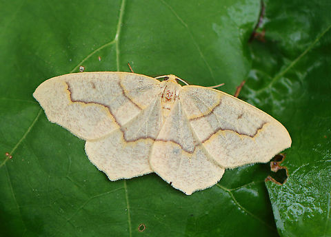Mournful Thorn - Lambdina fiscellaria WS: ~40 mm. Tan FW that were peppered darker. Yellow-edged purplish PM line that was strongly kinked. Hosts: Various trees, including hemlock, balsam fir, white spruce, and oak.

Habitat: Mixed forest
 Geotagged,Hemlock Looper Moth,Lambdina,Lambdina fiscellaria,Summer,United States,moth,mournful thorn