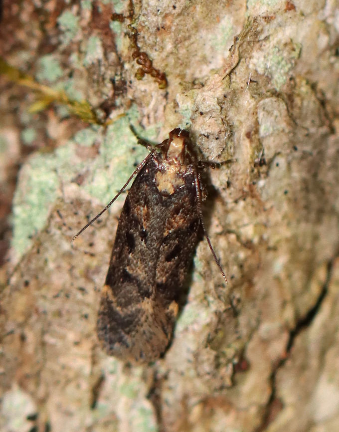 Boxelder Leafworm Moth - Chionodes obscurusella Habitat: Resting on a tree in a mixed forest Chionodes obscurusella,Geotagged,Summer,United States,moth