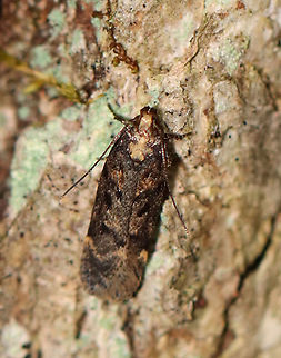 Boxelder Leafworm Moth - Chionodes obscurusella Habitat: Resting on a tree in a mixed forest Chionodes obscurusella,Geotagged,Summer,United States,moth
