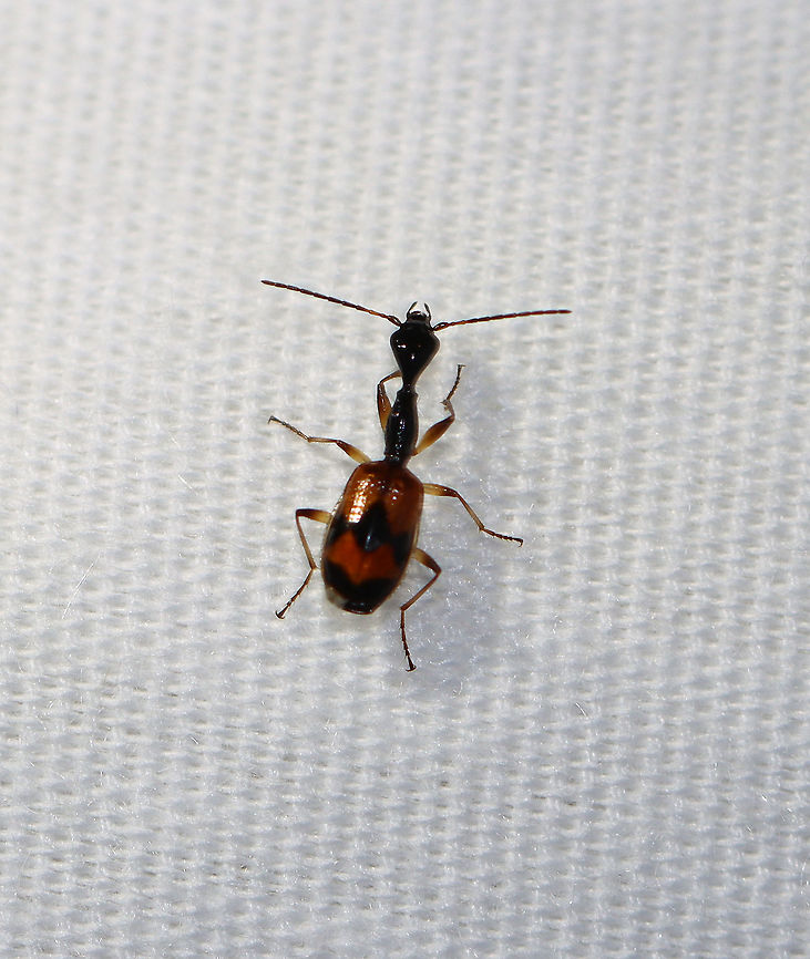 Long-necked Ground Beetle - Colliuris pensylvanica This was my favorite non-moth visitor last night! It was so cute and so fast!<br />
<br />
TL: ~ 6 mm. They are probably ant mimics and may predate upon aphids.<br />
<br />
Habitat: Attracted to a light in a semi-rural area<br />
<figure class="photo"><a href="https://www.jungledragon.com/image/99653/long-necked_ground_beetle_-_colliuris_pensylvanica.html" title="Long-necked Ground Beetle - Colliuris pensylvanica"><img src="https://s3.amazonaws.com/media.jungledragon.com/images/3232/99653_thumb.jpg?AWSAccessKeyId=05GMT0V3GWVNE7GGM1R2&Expires=1763596810&Signature=GPM9w%2Fu0bB6cQ%2FxqJOt%2B2FekQOc%3D" width="200" height="150" alt="Long-necked Ground Beetle - Colliuris pensylvanica This was my favorite non-moth visitor last night! It was so cute and so fast!<br />
<br />
TL: ~ 6 mm. They are probably ant mimics and may predate upon aphids.<br />
<br />
Habitat: Attracted to a light in a semi-rural area<br />
https://www.jungledragon.com/image/99652/long-necked_ground_beetle_-_colliuris_pensylvanica.html Colliuris pensylvanica,Geotagged,Summer,United States" /></a></figure> Carabidae,Colliuris,Colliuris pensylvanica,Geotagged,Long-necked Ground Beetle,Summer,United States,beetle,ground beetle