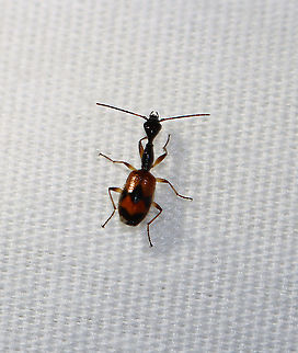 Long-necked Ground Beetle - Colliuris pensylvanica This was my favorite non-moth visitor last night! It was so cute and so fast!

TL: ~ 6 mm. They are probably ant mimics and may predate upon aphids.

Habitat: Attracted to a light in a semi-rural area
https://www.jungledragon.com/image/99653/long-necked_ground_beetle_-_colliuris_pensylvanica.html Carabidae,Colliuris,Colliuris pensylvanica,Geotagged,Long-necked Ground Beetle,Summer,United States,beetle,ground beetle