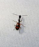 Long-necked Ground Beetle - Colliuris pensylvanica This was my favorite non-moth visitor last night! It was so cute and so fast!<br />
<br />
TL: ~ 6 mm. They are probably ant mimics and may predate upon aphids.<br />
<br />
Habitat: Attracted to a light in a semi-rural area<br />
https://www.jungledragon.com/image/99653/long-necked_ground_beetle_-_colliuris_pensylvanica.html Carabidae,Colliuris,Colliuris pensylvanica,Geotagged,Long-necked Ground Beetle,Summer,United States,beetle,ground beetle