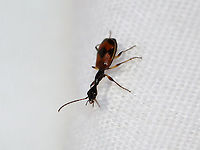 Long-necked Ground Beetle - Colliuris pensylvanica This was my favorite non-moth visitor last night! It was so cute and so fast!<br />
<br />
TL: ~ 6 mm. They are probably ant mimics and may predate upon aphids.<br />
<br />
Habitat: Attracted to a light in a semi-rural area<br />
https://www.jungledragon.com/image/99652/long-necked_ground_beetle_-_colliuris_pensylvanica.html Colliuris pensylvanica,Geotagged,Summer,United States