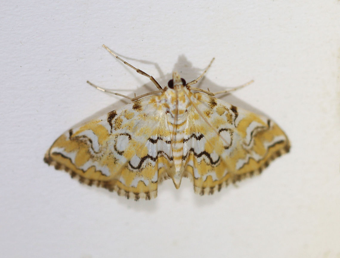 Pondside Pyralid - Elophila icciusalis TL: ~ 10 mm. FW yellow with white patches; lines are black, broken, and edged with white; median area is white. Hosts: Aquatic plants. Status: Common.<br />
<br />
Habitat: Attracted to a 395 nm LED light in a rural area<br />
<br />
2020(193) Crambidae,Elophila,Elophila icciusalis,Geotagged,Summer,United States,moth,pondside crambid,pondside pyralid,pondside pyralid moth