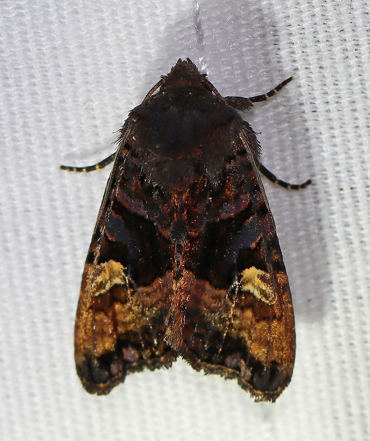 American Angle Shades - Euplexia benesimilis TL: 17 mm. Dusky brown FW with lighter band past PM line. Blackish AM and PM lines converge near inner margin. Reniform spot partly filled with white. Host: Deciduous trees, ferns, and low plants. Status: Common.<br />
<br />
Attracted to a 395 nm LED light in a semi-rural area.<br />
<br />
2020(d) American angle shades,Euplexia,Euplexia benesimilis,Geotagged,Noctuidae,Summer,United States,moth