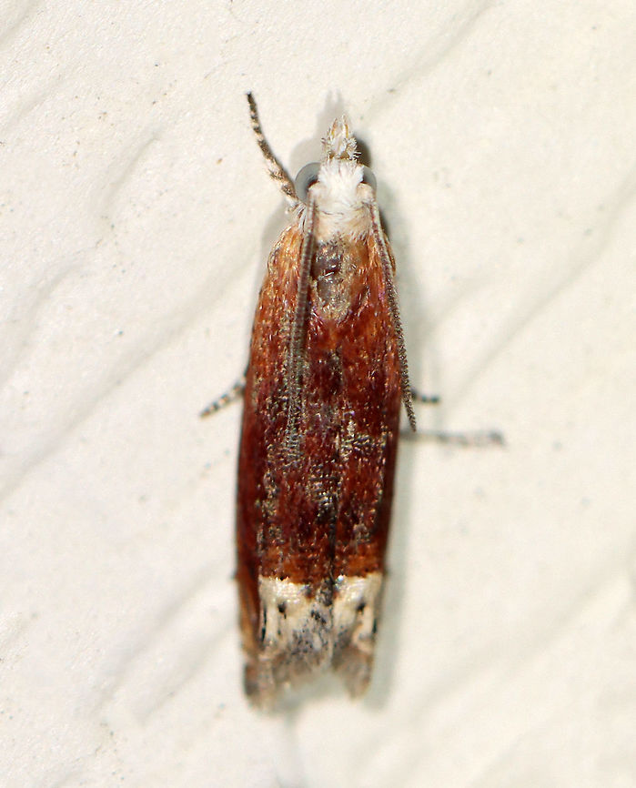 Reddish Eucosma - Eucosma raracana WS: ~ 10 mm<br />
<br />
Habitat: Attracted to a 395 nm LED light in a rural area<br />
<br />
2020(194) Eucosma,Eucosma raracana,Geotagged,Reddish Eucosma,Summer,Tortricidae,United States,moth