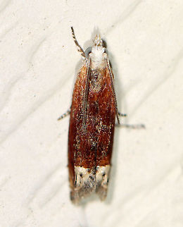 Reddish Eucosma - Eucosma raracana WS: ~ 10 mm

Habitat: Attracted to a 395 nm LED light in a rural area

2020(194) Eucosma,Eucosma raracana,Geotagged,Reddish Eucosma,Summer,Tortricidae,United States,moth