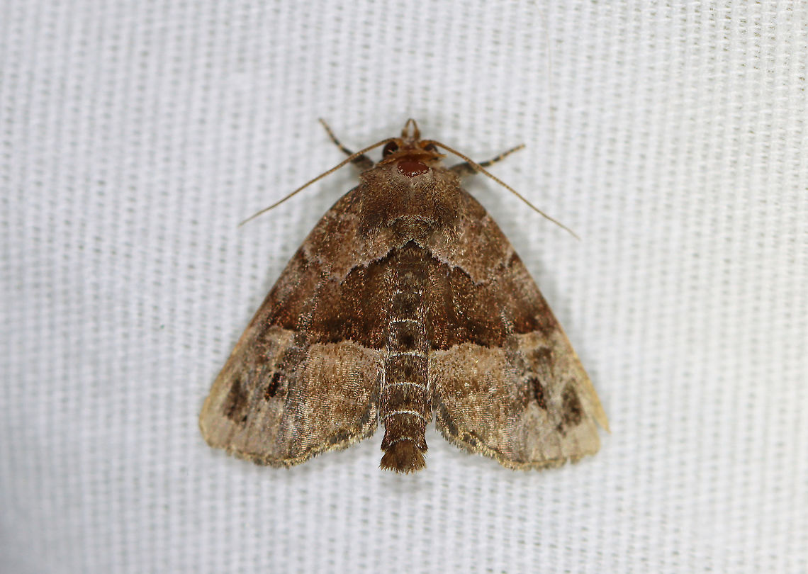 Hops Angleshade - Niphonyx segregata Habitat: Attracted to a 395 nm LED light in a rural area<br />
<br />
2020(d) Geotagged,Hops Angleshade,Niphonyx,Niphonyx segregata,Noctuidae,Summer,United States,moth