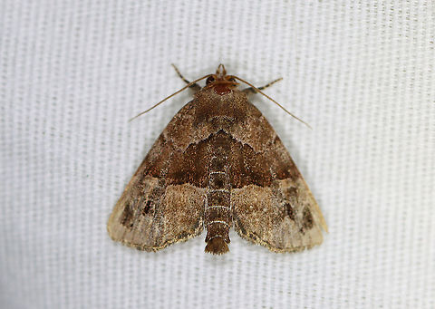 Hops Angleshade - Niphonyx segregata Habitat: Attracted to a 395 nm LED light in a rural area

2020(d) Geotagged,Hops Angleshade,Niphonyx,Niphonyx segregata,Noctuidae,Summer,United States,moth