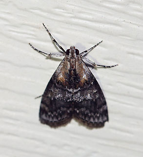 Double-humped Pococera Moth - Pococera expandens TL: ~15 mm. Variable species. Known to have an ochre basal patch and white scales near the inner margin. Hosts: Oak. Status: Common

Habitat: Attracted to a 395 nm light in a semi-rural area

2020(d) Geotagged,Pococera,Pococera expandens,Pyralidae,Striped oak webworm moth,Summer,United States,moth