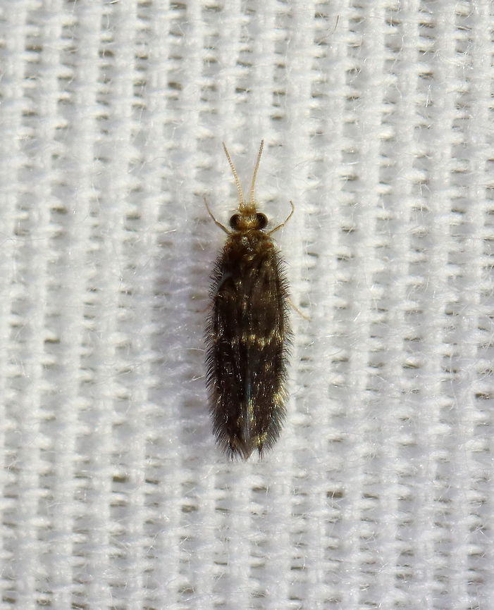 Microcaddisfly - Family Hydroptilidae Such a fuzzy cutie!<br />
<br />
Habitat: Attracted to a light in a semi-rural area Geotagged,Hydroptilidae,Summer,Trichoptera,United States,caddisfly,microcaddisfly